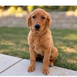 Ready - Dark golden female Golden Retriever puppy in San Bernardino, California from Thegoldendreams1