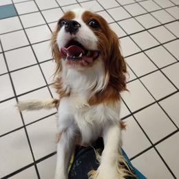Leo - Blenheim male Cavalier King Charles Spaniel puppy in Belding, Michigan from Miller Cavs and Pyrs