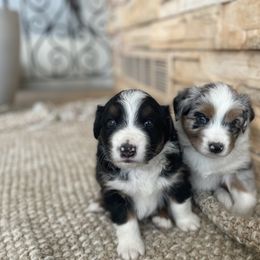 Australian Shepherd Puppies from Double NB Livestock LLC