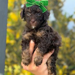 Jessica - Brown female Bernedoodle puppy in Miami, Florida from Jade’s Paws & Co. Of Miami LLC