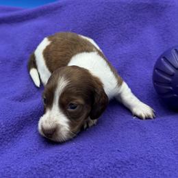 Male 3 - Piebald male Dachshund puppy in Spanaway, Washington from 11 Oaks Kennels