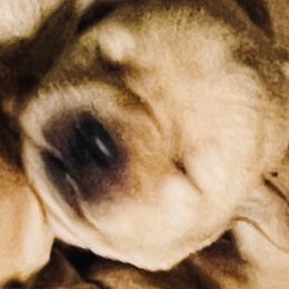 Labrador Retrievers from Twisted Wire Ranch Retrievers