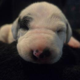 Pepper - PINK - White and black female Dalmatian puppy in Palmer, Massachusetts from Delaney's Dalmatians 2