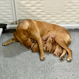 Boy 3 - Yellow male Labrador Retriever puppy in Great Falls, Montana from Yogo Point Kennels
