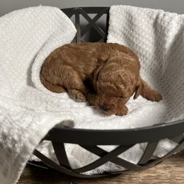 Cavapoo Puppies from Jorden’s Cavapoo’s