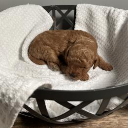 Cavapoo Puppies from Jorden’s Cavapoo’s