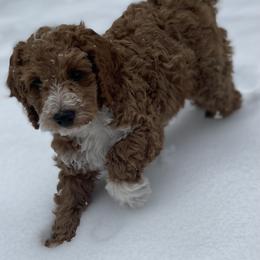 Black Bean - Red  male Goldendoodle puppy in Spokane Valley, Washington from Mini Golden doodle Inland Northwest