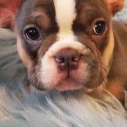 French Bulldogs from Santa's Finest Frenchies