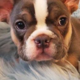 French Bulldogs from Santa's Finest Frenchies