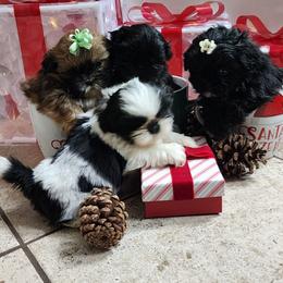 Shih Tzu puppies from Shih-tzu Queen