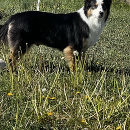 Meadowlark - Australian Shepherd