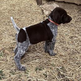 German Shorthaired Pointer Puppies from Hunting S Kennel