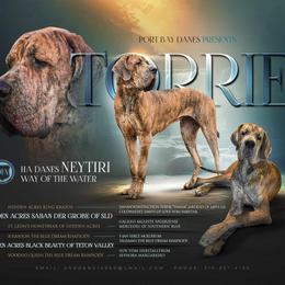 Torrie - Great Dane