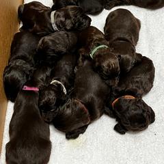 Boykin Spaniel Puppies from Taensas Boykins