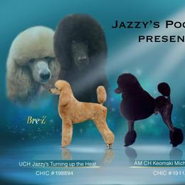 Bre-Z - Poodle