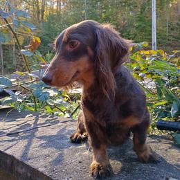 Ms Brownie - Dachshund