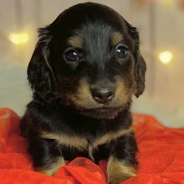 Boy 3 - Black and tan Dachshund puppy in North Port, Florida from Jessica Louise Dachshunds
