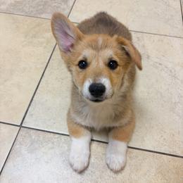 Dean - Red male Pembroke Welsh Corgi puppy in Mc Cammon, Idaho from Sunny J Corgis and Mini Americans