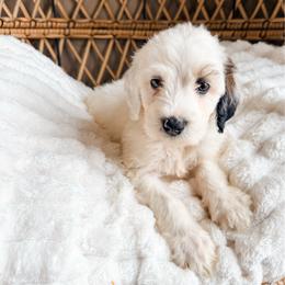 Boy 3 - Black and white male Bernedoodle puppy in Brookville, Pennsylvania from Woodland Mountain Doodles
