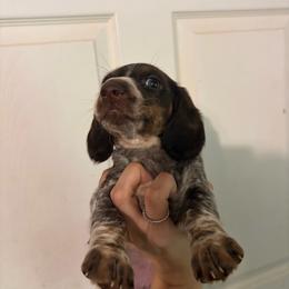 Elliot - Piebald male Dachshund puppy in Conroe, Texas from Dots Dachshunds