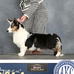 Bonnie - Cardigan Welsh Corgi