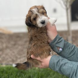 Havanese and Havapoo Puppies from Ladypawspuppies