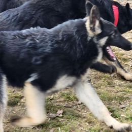 Boy 1 Marshell - Black and tan German Shepherd puppy in Wright County, Missouri from The Old Red Barn Kennel
