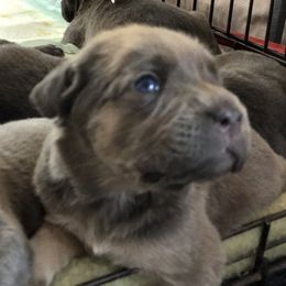 Cane Corso and Lowchen Puppies from High Royal Kennel