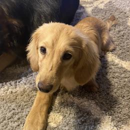 Moki - Dachshund