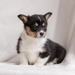 American Corgi and Pembroke Welsh Corgi Puppies from Elk Ridge Corgis