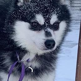 Skipper - Alaskan Klee Kai
