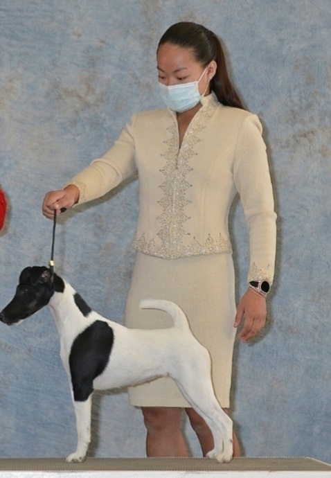 Addy - Smooth Fox Terrier