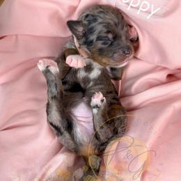Poppy - Merle female Goldendoodle puppy in Murrieta, California from Apricot Poodles & Goldendoodles, LLC