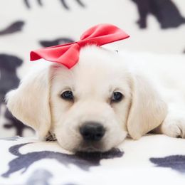 Golden Retriever Puppies from Southern Paws, LLC