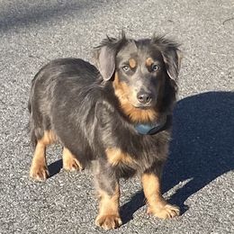 Skye - American Hunt Terrier