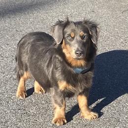 Skye - American Hunt Terrier