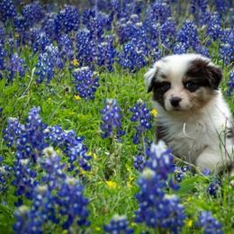 Australian Shepherd Puppies from Veritas Australian Shepherds