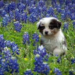 Australian Shepherd Puppies from Veritas Australian Shepherds