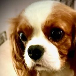 Regan - Cavalier King Charles Spaniel