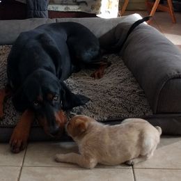 Australian Cattle Dog Puppies from FullMoon Cattle Dogs