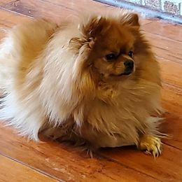 Pumpkin - Pomeranian