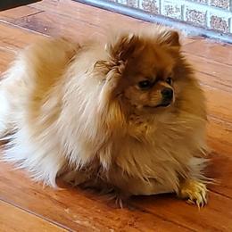 Pumpkin - Pomeranian