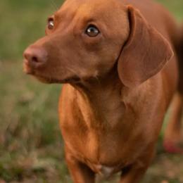 Lola - Dachshund