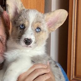 Cardigan Welsh Corgis from Gleann Daire Farm