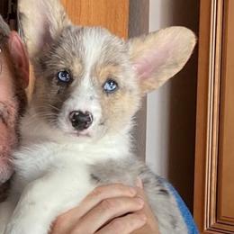 Cardigan Welsh Corgis from Gleann Daire Farm