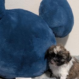 Nugget - Brown and white male Shichon puppy in Brainerd, Minnesota from Angie’s Teddy Bear Puppies Minnesota