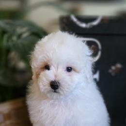 Boy 1 - male Poodle puppy in St George, Utah from Ember Hills Poodles