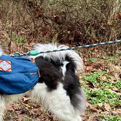 Yakutian Laikas from Caldersong Kennels