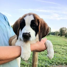 Betsy (short haired) - Brown and white female Saint Bernard puppy in Kinsman, Ohio from Coleman Saint Bernards of Ohio