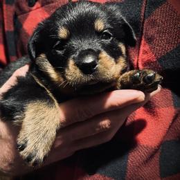 Rottweiler Puppies from Vom Arnold-Hause Rottweilers